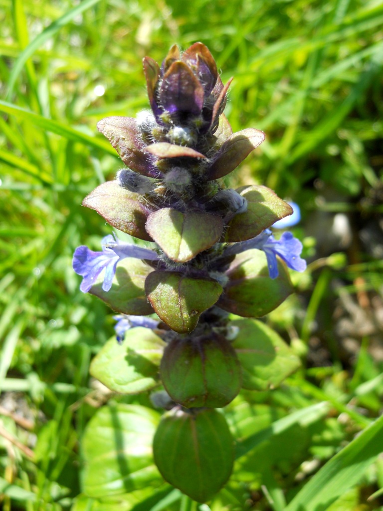 Ajuga reptans